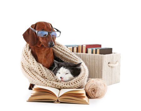 Photo for Cat and dachshund in knitted scarf with books, isolated on white - Royalty Free Image