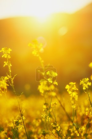 natural floral background, yellow wildflowers