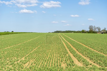 sunny farmland scenery