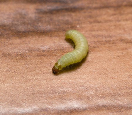 Larves de papillons de nuit à l'échelle macro
