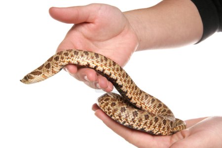 Photo for Western Hog-nosed Snake isolated on a white background - Royalty Free Image
