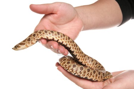 Serpent à nez de porc de l'Ouest isolé sur fond blanc