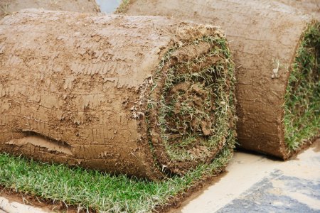 gazon rouleaux d'herbe 