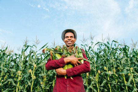 Téléchargez les photos : Le fermier tient l'épi de maïs dans ses bras et. joyeux agriculteur afro-américain avec chapeau récolte épi de maïs dans le champ de maïs. - en image libre de droit