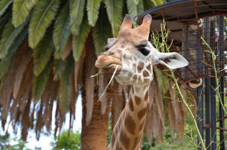 Detalle Rothschild Jirafas en el Zoológico
