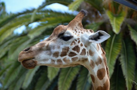 Detail an Giraffen im Zoo