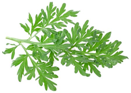 Rama de ajenjo aislada sobre fondo blanco. Absintia. Hierba de ajenjo.