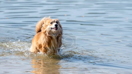 Galés Corgi Pembroke perro esponjoso jugando en el agua en la playa