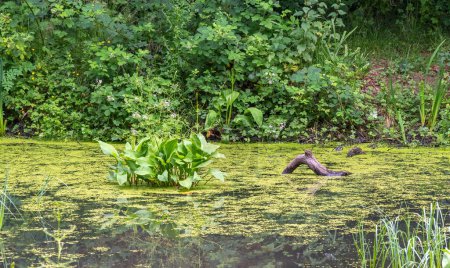 Estanque escocés muy vegetado con plátano de agua común también conocido como hierba de perro loco