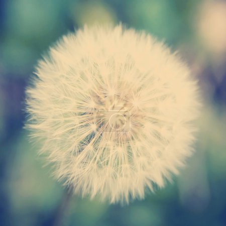 Foto de Flor de diente de león perfecta sobre un fondo verde borroso - Imagen libre de derechos