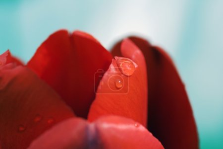Caída en un tulipán
 