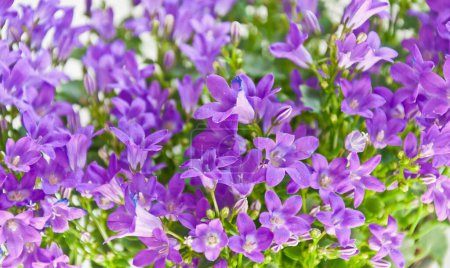 Téléchargez les photos : Gros plan de nombreuses petites fleurs de campanule - en image libre de droit