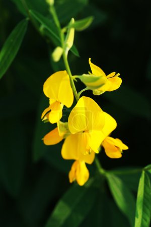 Téléchargez les photos : Crotalaria juncea dans les champs - en image libre de droit