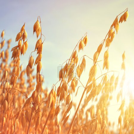 Foto de Campo de avena al atardecer - Imagen libre de derechos