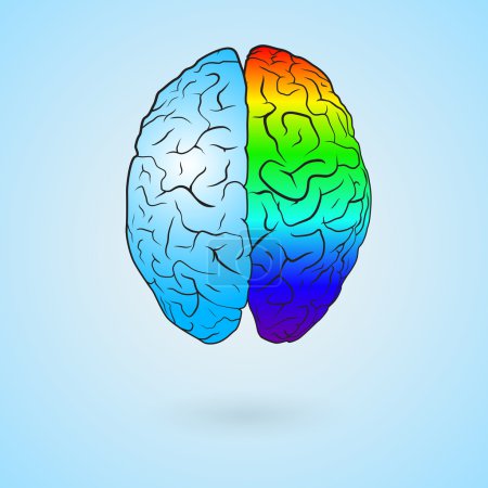 Colored brain