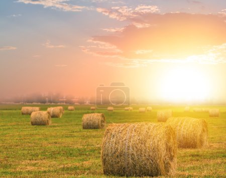 autumn wheat field at the sunset