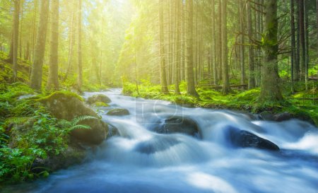 Téléchargez les photos : Rivière se précipitant à travers la forêt de montagne, fond naturel ensoleillé - en image libre de droit