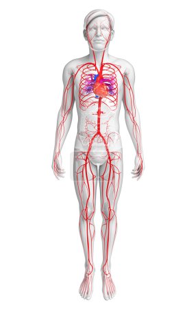 männliches Arteriensystem