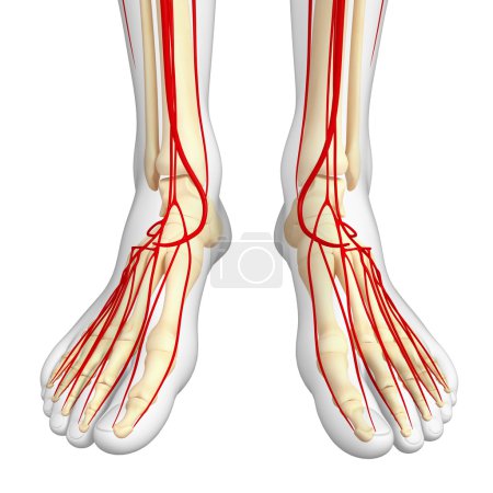 Sistema arterial humano
