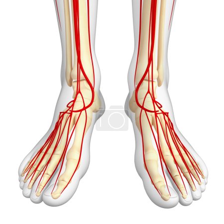 Human arterial system