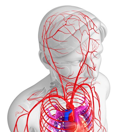 Photo for 3d rendered illustration of male arterial system - Royalty Free Image