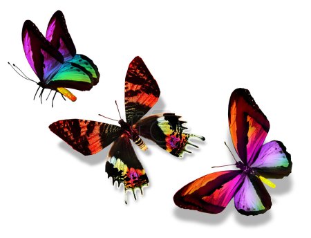 Mariposas coloridas
