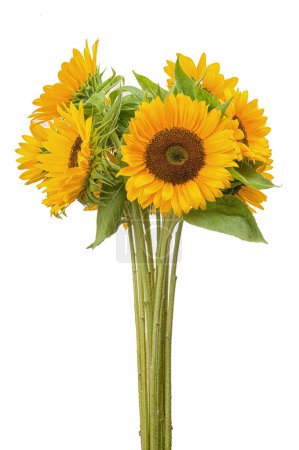 Three sunflower on white background