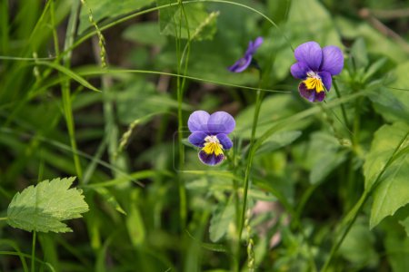 Viola tricolora Viola tricolora