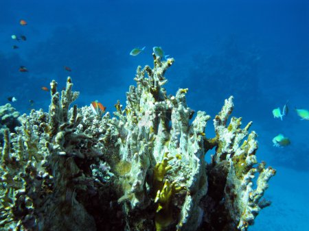 Foto de Colorido arrecife de coral en el fondo del mar tropical con gran coral suave y peces exóticos sobre un fondo de agua azul, bajo el agua - Imagen libre de derechos