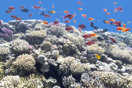 Téléchargez les photos : Récif corallien coloré avec des poissons exotiques au fond de la mer tropicale - en image libre de droit