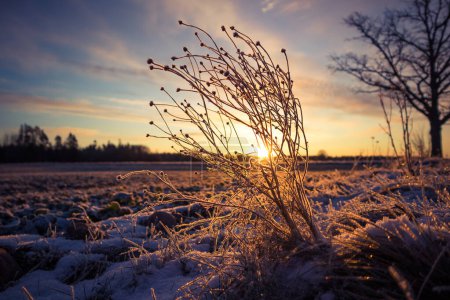 Plantas congeladas y cubiertas de nieve durante la hora del amanecer. La pequeña veneración invernal con la primera nieve por la mañana. Plantas de carretera con nieve durante el vibrante amanecer.
