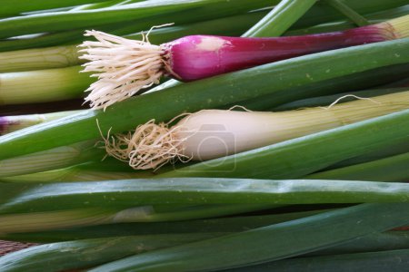 Cebollas verdes frescas

