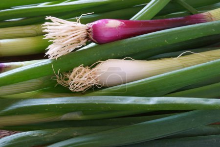 Photo for Background of fresh green onions - Royalty Free Image