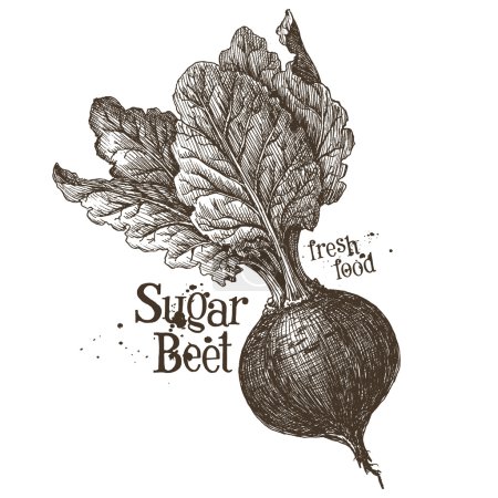 Plantilla de diseño de logotipo de remolacha fresca
Plantilla de diseño de logotipo de remolacha fresca