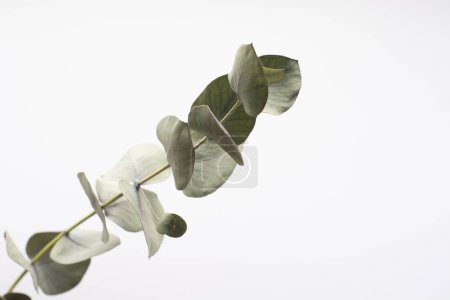 una rama verde de eucalipto sobre un fondo blanco. Rama de eucalipto para crear ramos