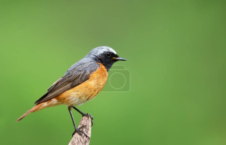 Primer plano de un Common Redstart posado sobre un poste de madera sobre fondo verde, Reino Unido.