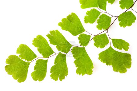 Téléchargez les photos : Branche de fougère de Maidenhair (Adiantum capillus-veneris) isolée sur blanc - en image libre de droit