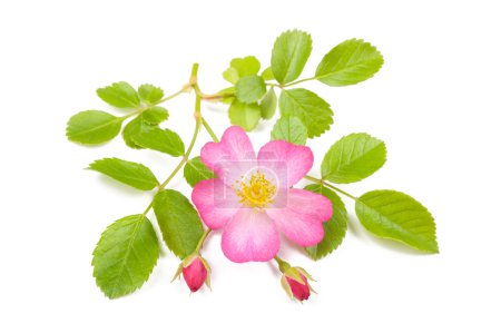 Rosa de perro