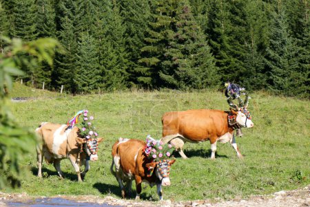 Photo for Austrian cows with a huge bell and well-decorated headdress during a cattle drive (Almabtrieb Festival) in Tyrol, Austria. Almabtrieb is an annual move of a herd of cattle from grazing pastures in the Alps to the valley in Autumn - Royalty Free Image