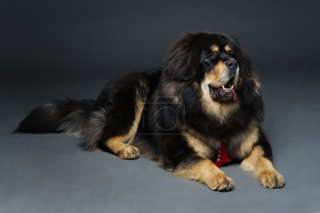 Hermoso perro mastín tibetano grande
