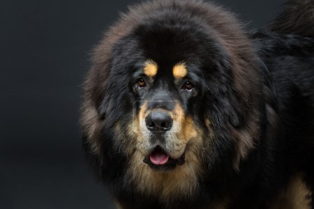 Photo for Closeup portrait of big beautiful Tibetan mastiff dog over black background. Copy space. - Royalty Free Image