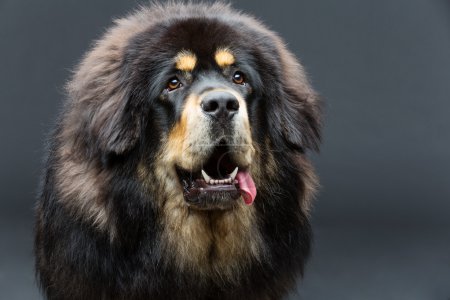 Photo for Closeup portrait of big beautiful Tibetan mastiff dog over black background. Copy space. - Royalty Free Image