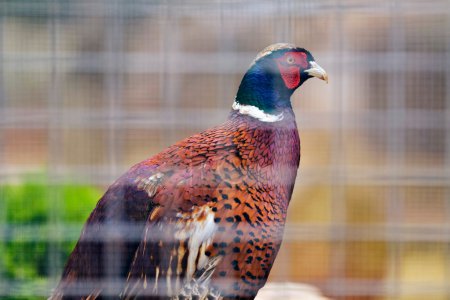 Pheasant in captivity sitting in cage 