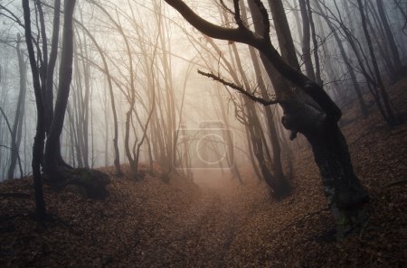 Espeluznante bosque oscuro
