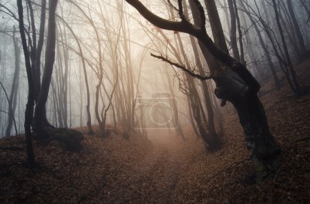 Forêt sombre effrayante
