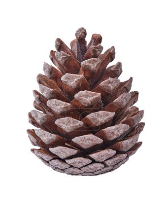 Photo for Pine cone brown closeup on a white background - Royalty Free Image