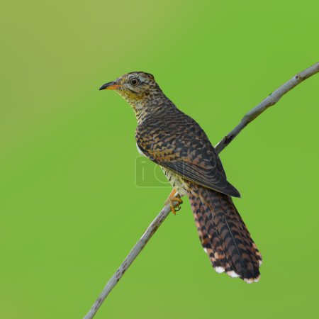 Pájaro cuco quejumbroso
