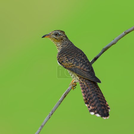 Plaintive Cuckoo bird