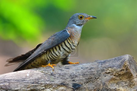 Foto de Hermoso pájaro, cuco indio (Cuculus micropterus) de pie sobre un tronco, pájaro de Tailandia - Imagen libre de derechos