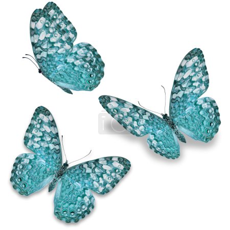 Foto de Tres mariposas azules aisladas sobre fondo blanco - Imagen libre de derechos